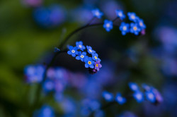 forebidden:  discovereternity:  Forget me not  these were my grandmas favourite flowers :(