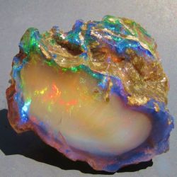 ggeology:  Opalized wood // Virgin Valley, Humbolt County, Nevada, USA  