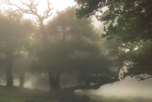 uwhe-arts: laurel forest in the evening mist … | uwhe-arts