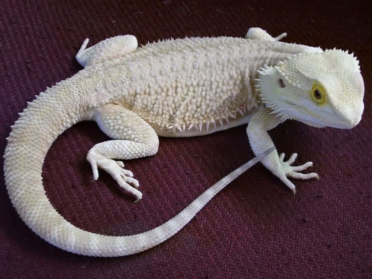 cruiserswagger:  ainawgsd:  Leucistic amphibians and reptiles Leucism (loo-si-zem)