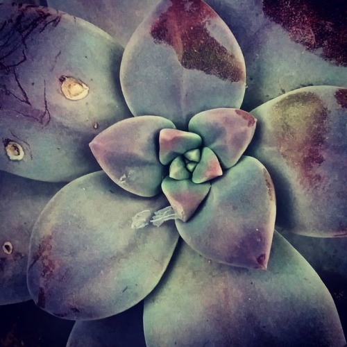 #project365 #day216 #succulent #ashevillenc #bryanpeekphotography (at Asheville, North Carolina) htt