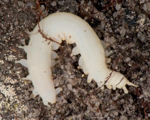 Peripatopsis alba