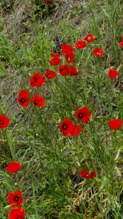 byROSI W:germany        red poppy