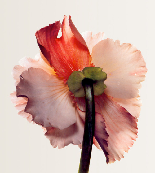 docastreet-deactivated20150630:“tuberous begonia” photographed by irving penn