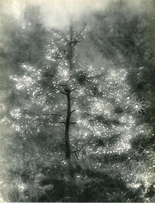 yama-bato: Josef Breitenbach (German/American, 1896-1984). “Illuminated Tree”.