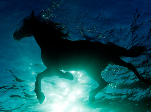 megarah-moon:“Sea Horse” byKurt Arrigo