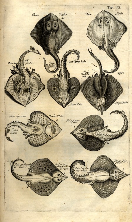 Sting rays etc. from Jan Jonston’s Historiae Naturalis De Piscibus Et Cetis Libri V (Frankfurt 1650)