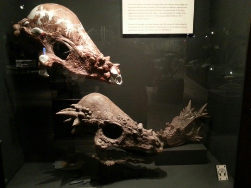 zekor: Growth series of pachycephalosaurs