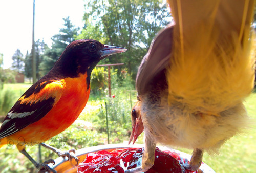 ostdrossel:Baltimore Orioles at various ages. (I am aware that the babies have their feet in the jel