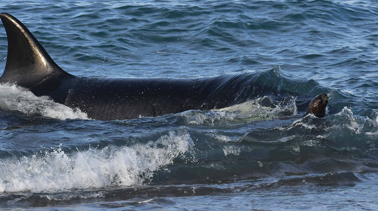 TEMPORADA DE ORCAS en Punta Norte, Península de Valdés. Las orcas acechan en el canal ataque para capturar crías lobo marino, de los que se alimentan durante los meses de marzo y abril. (Daniel Feldman)
MIRÁ MÁS FOTOS EN HD—>