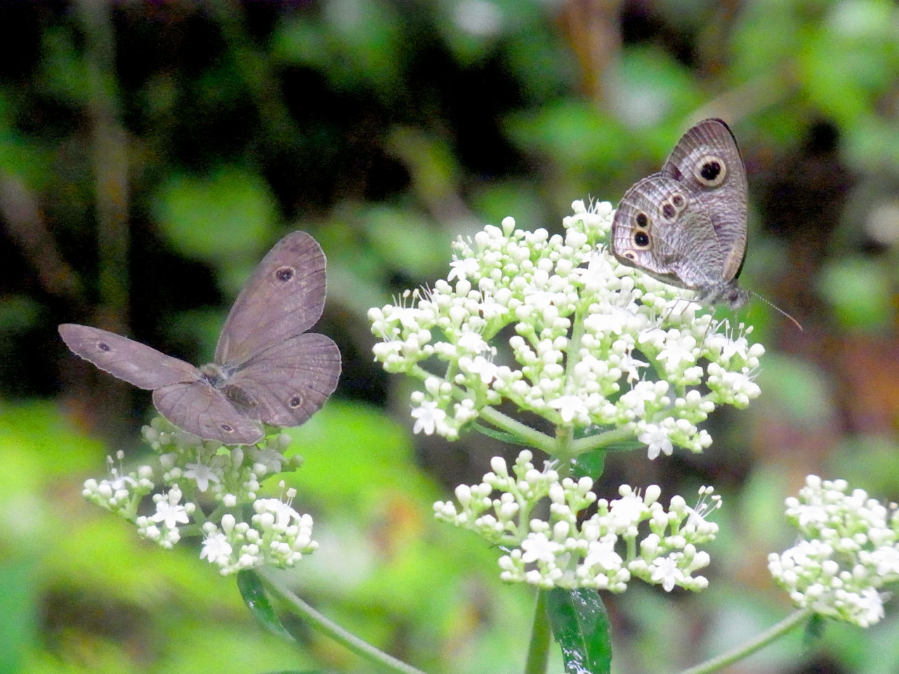 Ypthima argus feeding on Patrinia villosa. オトコエシにヒメウラナミジャノメ