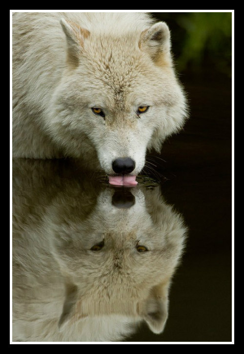 glamboyl:  The Water’s Edge - Lion by Keith Connelly, Giraffe by Judylyn Malock, and Wolf by Maxine Rierdeau. 