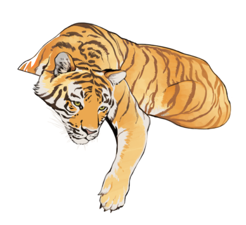 einstudies:Some tigers.