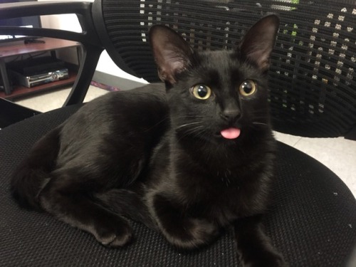 typical-anime-protagonist:here’s a picture of my cat cosmo bleping to brighten up your monday!