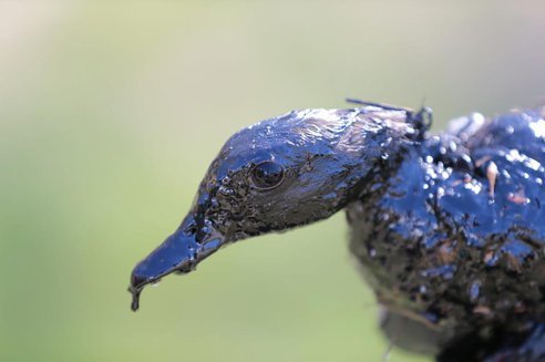 Exxon pipeline breaks spilling 84,000 gallons of Canadian crude oil near Arkansas lake