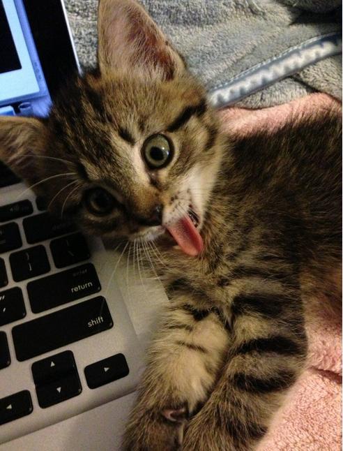 welele:  Gatos Derp