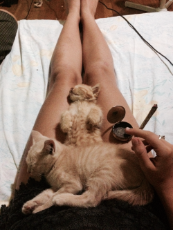 lucidear:  High af with my cats