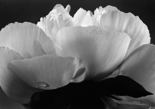 joeinct: Chinese Peony, Photo by Yasuhiro Ishimoto, 1987