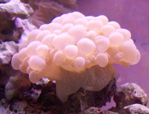 Plectorhinchus Chaetodonoides Is Found In Coral-rich Parts Of Clear Lagoons And On Seaward Reefs. The