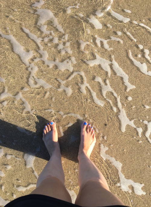succulent:oh how I would love to dip my feet in the ocean again