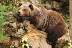 miritamoku:  greeeeeeeeeen-porn:  fuck-yeah-bears:  Snoozing by cwaddell  *  nature posts here ✿ 