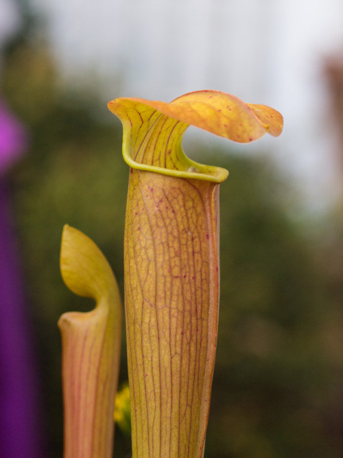 Porn photo wire-man:  Fall pitchers on my Sarracenia.