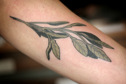 Alicecarrier:  Simple Sage Sprig On The Inner Bicep.  Thanks For Coming In, Megan!