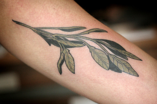 alicecarrier: simple sage sprig on the inner bicep.  thanks for coming in, megan!