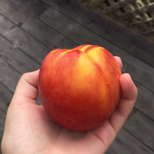baearth:  peachy 