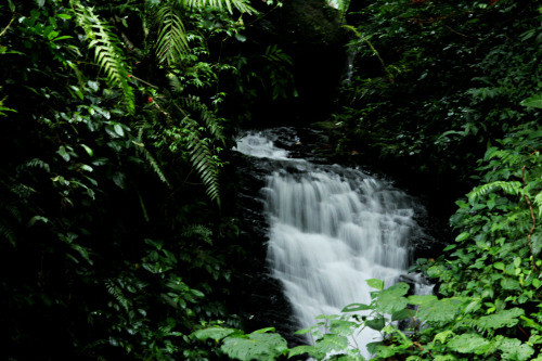 adventurecheetah: Really missing the rain forest today. I so want to go back this summer!