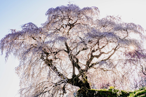 百花繚乱