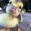 koreamgirl-blog