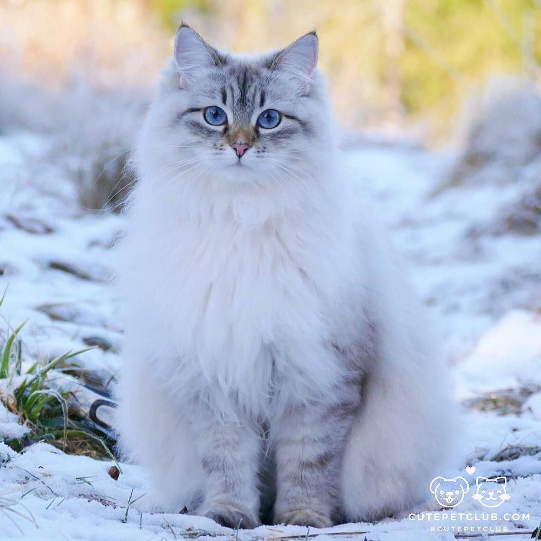 cutepetclub:  From @fantasticflora: “Why are you on the ground catarazzi?! 😹”