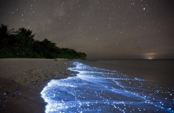 pink-daze:  twerkab1e:   The particular location (Vaadhoo Island) has a concentrated population of bioluminescent phytoplankton. Bioluminescence is a natural chemical reaction which occurs when a micro-organism in the water reacts with oxygen. When