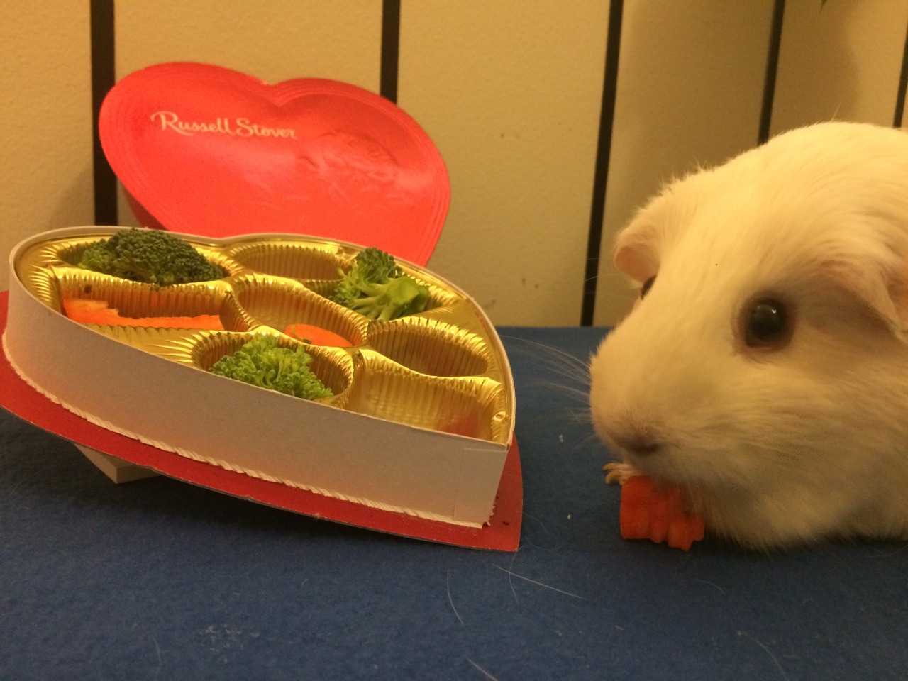 rosie-the-guineapig:  “I always eat the carrots first, then the peppers, then the
