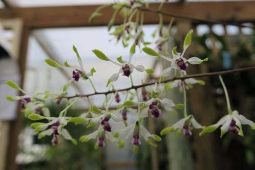 Dendrobium canaliculatum.Orchidaceae: Dendrobiinae.By Warren Brooks. [x]