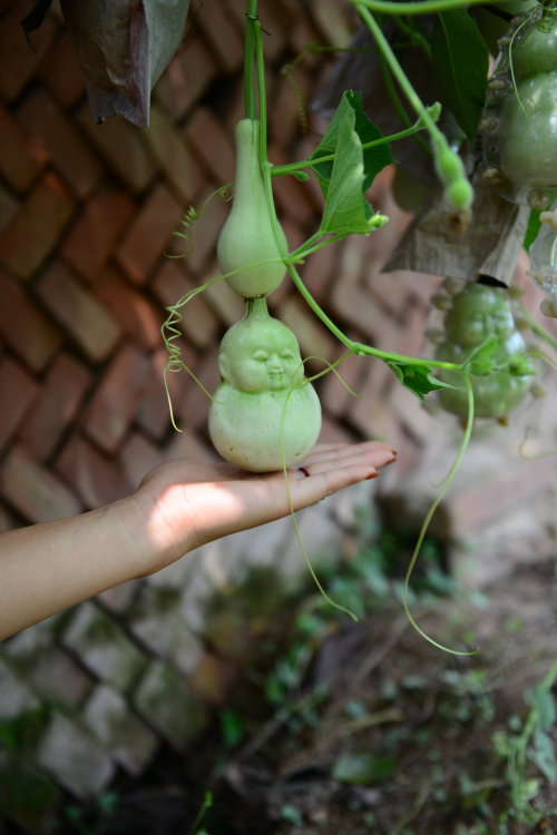 cctvnews - A unique bite! Pears shaped with Buddha facesHave...