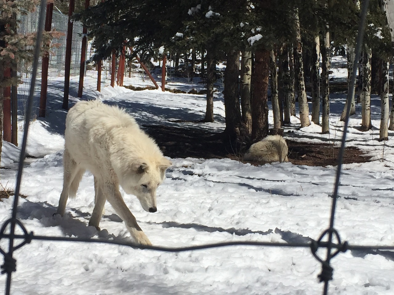 lesless:Colorado Wolf Sanctuary, 2015
