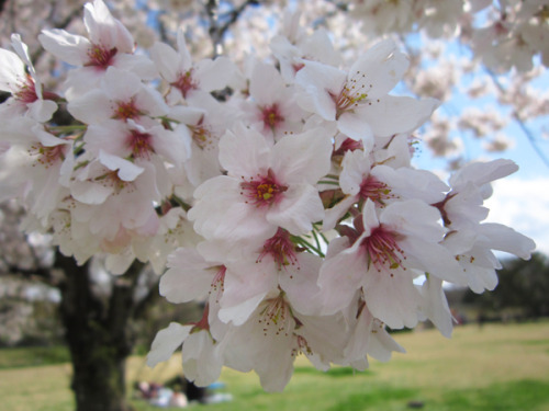 Cherry Blossoms at Osaka Expo Park