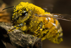 creatures-alive:  Covered in Pumpkin Pollen