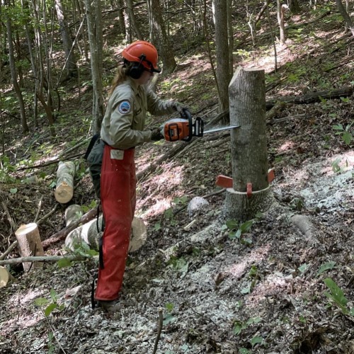 Q. Where have I been this week? A. Chainsaw training at Hungry Mother State Park! I learned how to f