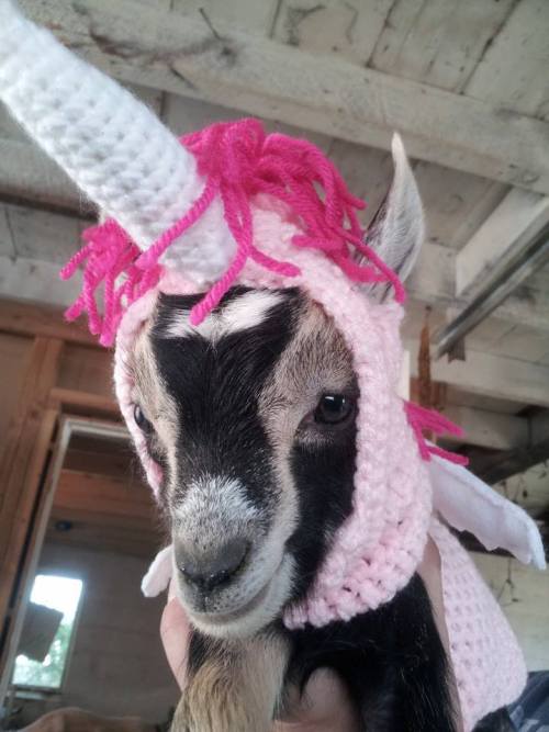 babygoatsandfriends: The mythical goaticorn Via brokenshovels and eltfarms