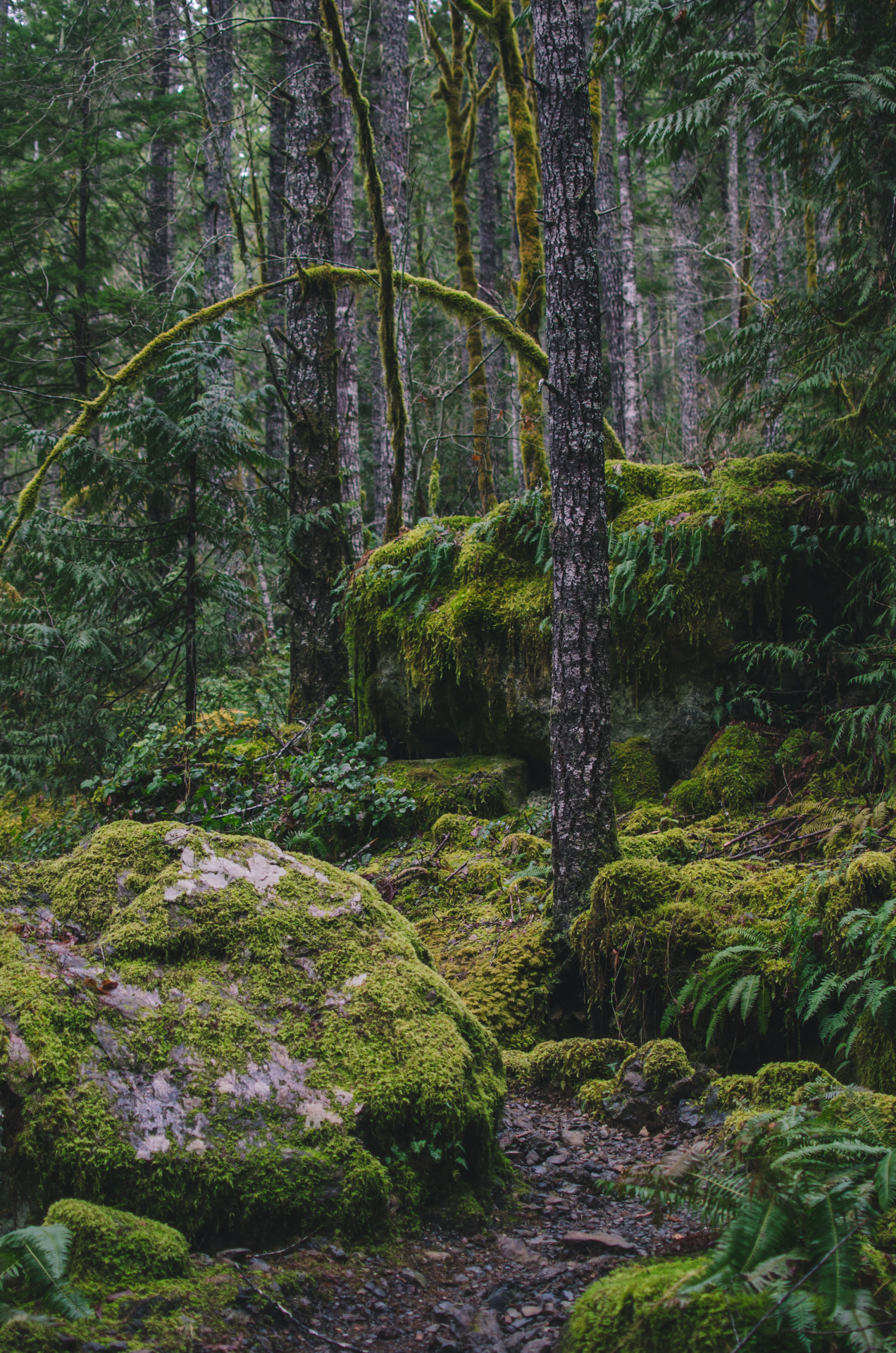 millivedder:  Moss Draped Woods   Prints    