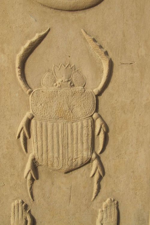 egypt-museum:Relief of a Scarab Beetle The scarab beetle (Khepri) is a sign of transformation a
