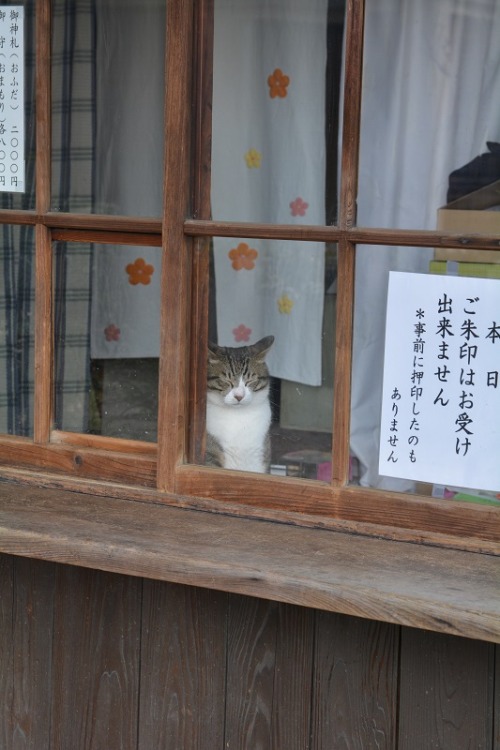 tomo-ban:受け付けの猫　#neko　#猫　#cat