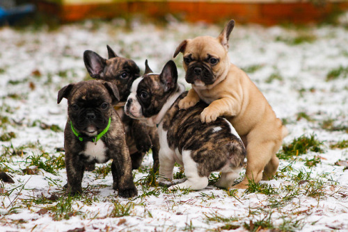 frenchbulldoge:Puppies first time out in winter, brrrr!