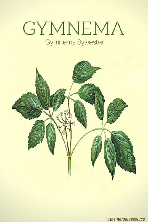 medicinal-plants-herbs: Therapeutic Uses and Benefits of Gymnema Sylvestre Gymnema sylvestre is also