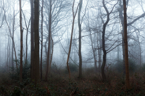 Hidden in the Mist by Wazzerphuk on Flickr.