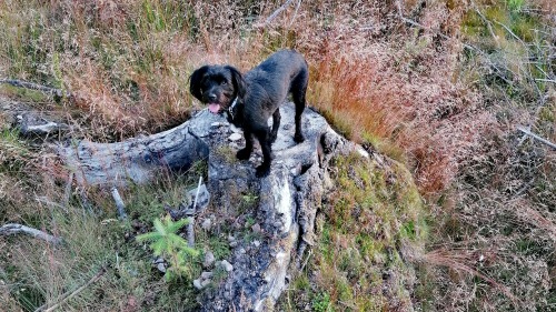 Daisy The Lumberjack!