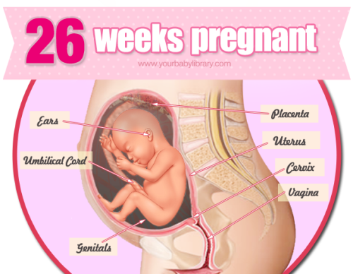 While 26 weeks pregnant your uterus is about the size of a basketball. Your baby now weighs about a 